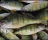 Fishing for Perch on Manitoulin
