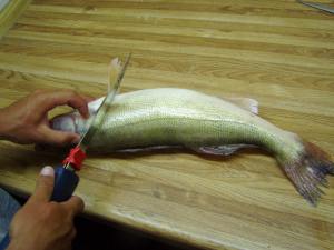 Filit walleye