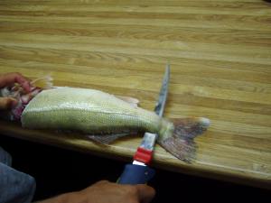 Filit walleye