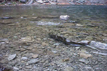Manitoulin Island Ontario Fall fishing for salmon in nearby river